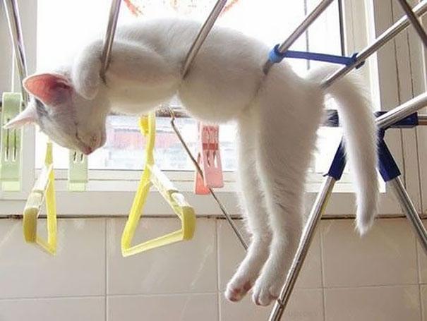 OK, Katzen sind flexibel … aber kann so schlafen gemütlich sein?